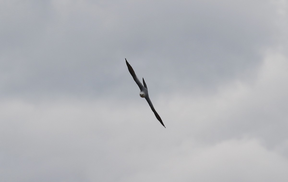 Mississippi Kite - ML233225861