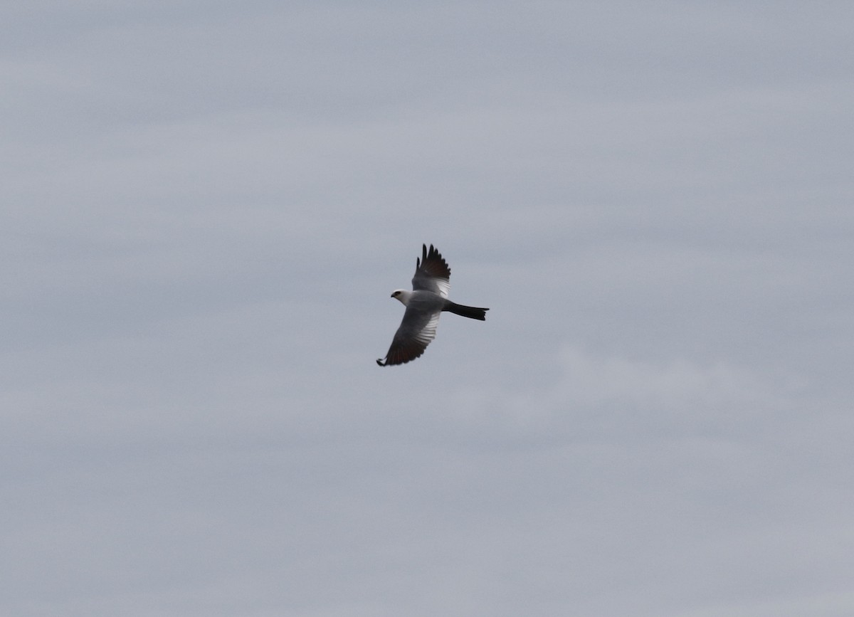 Mississippi Kite - ML233225891