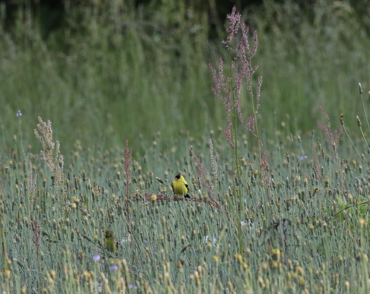 American Goldfinch - ML233225991