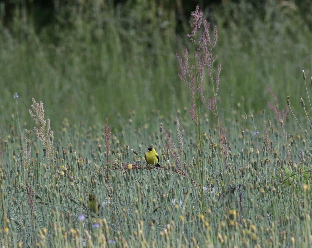 Chardonneret jaune - ML233225991