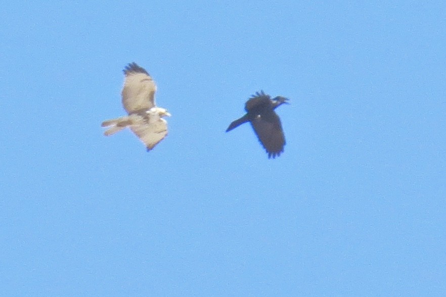 Chihuahuan Raven - Babs Buck