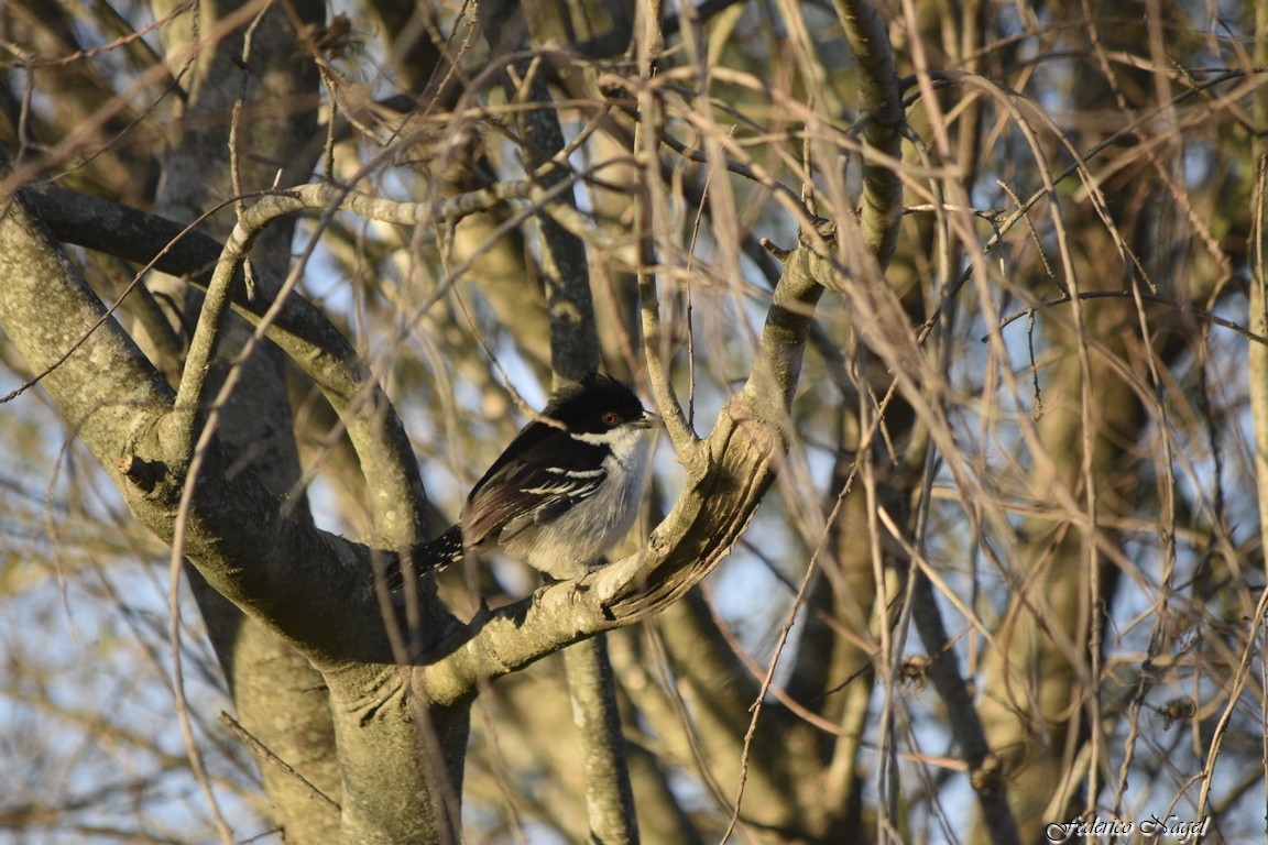 Great Antshrike - ML233226641