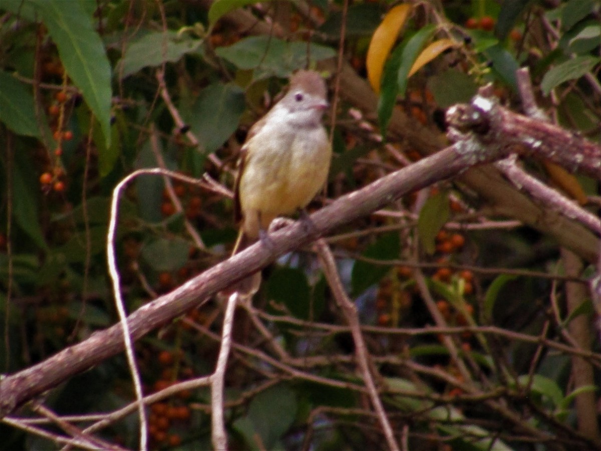 Greenish Elaenia - ML233228101