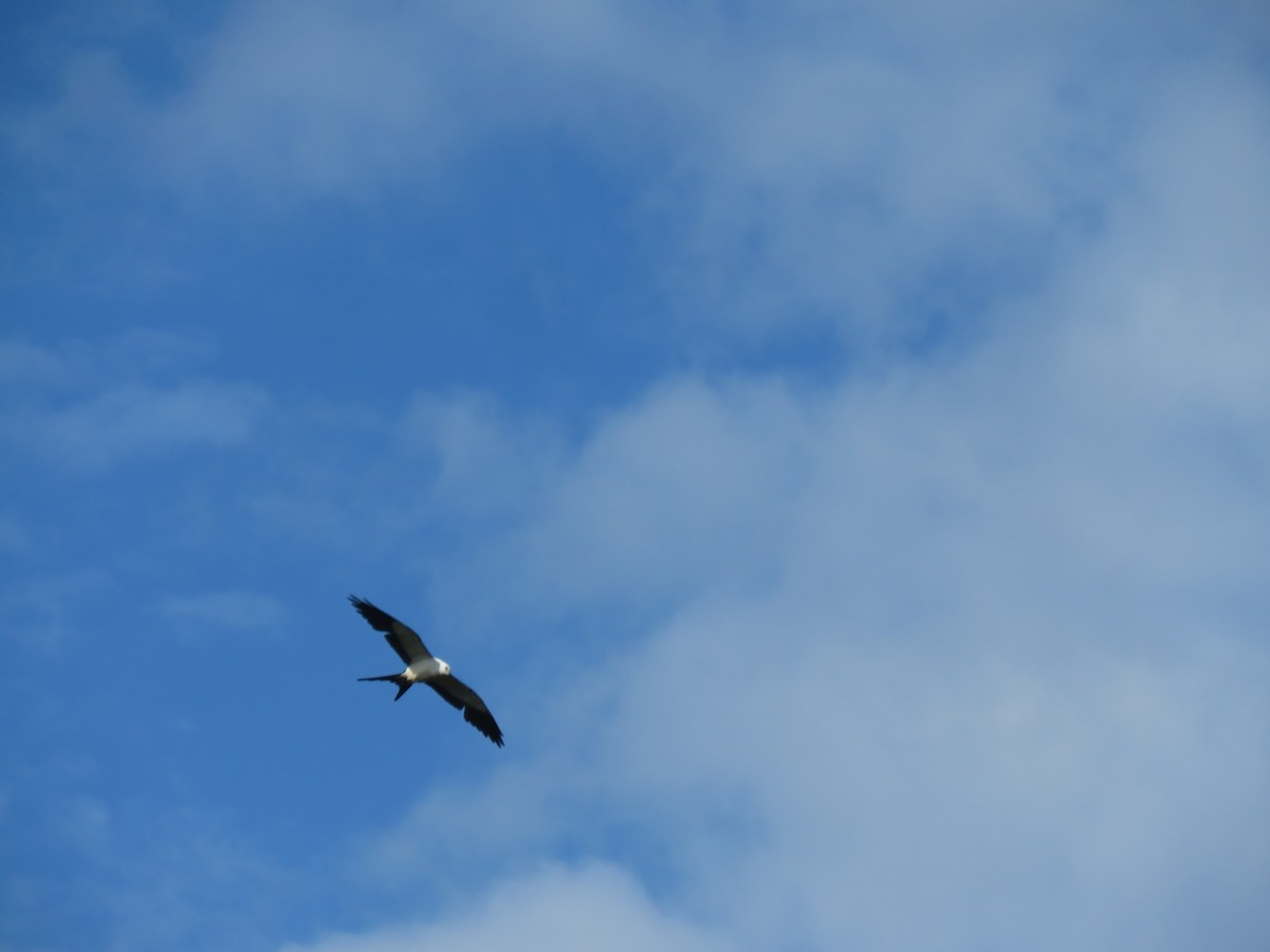 Swallow-tailed Kite - ML233229231
