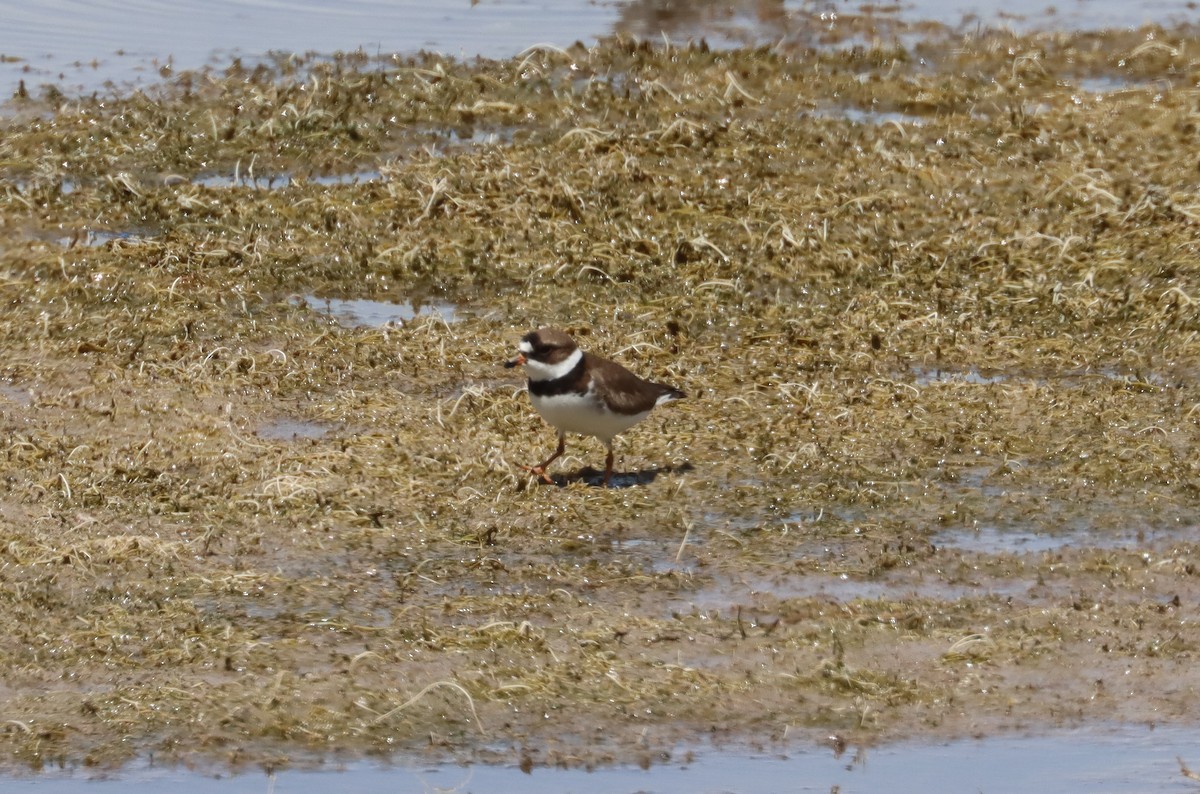 Semipalmated Plover - John Drummond