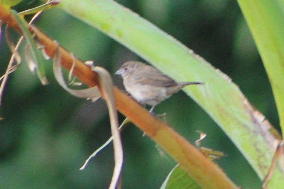 Blue-black Grassquit - Cesar Lopez Bustamante