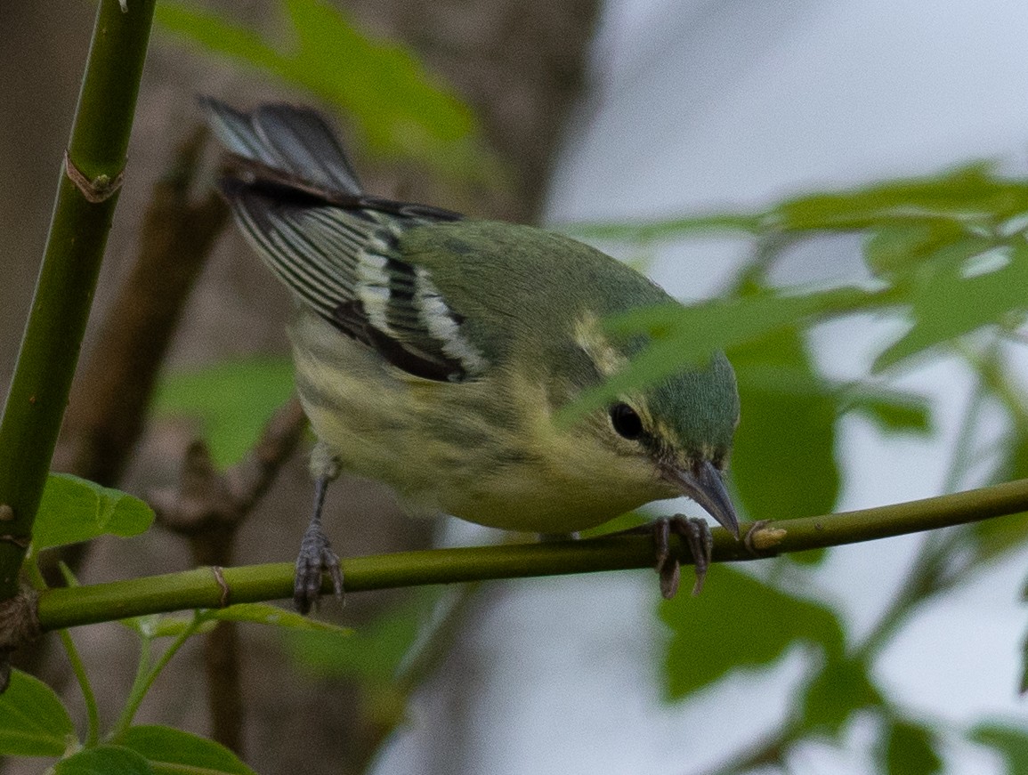 lesňáček modropláštíkový - ML233231191