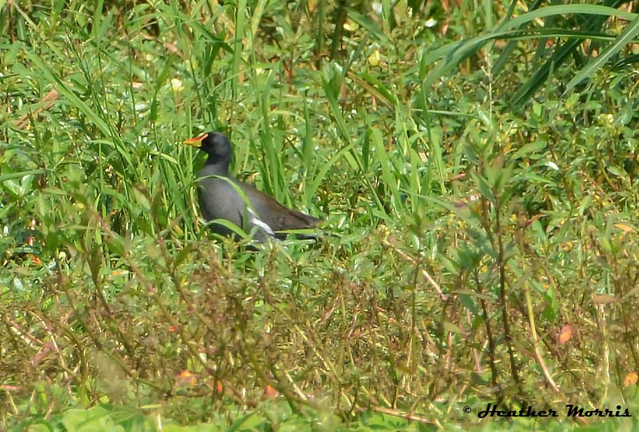 Lesser Moorhen - ML233232261