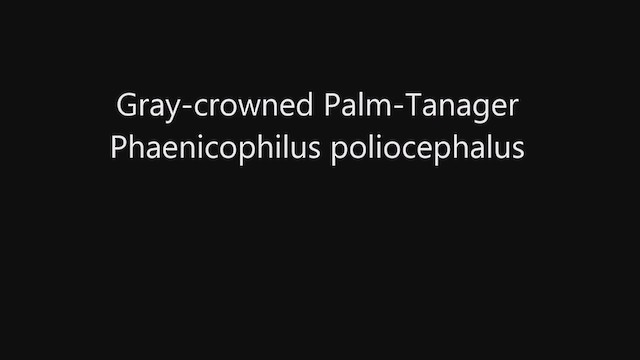 Gri Alınlı Palmiye Tangarası - ML233234761