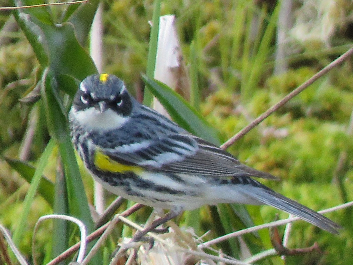 Yellow-rumped Warbler - Dick Hoopes