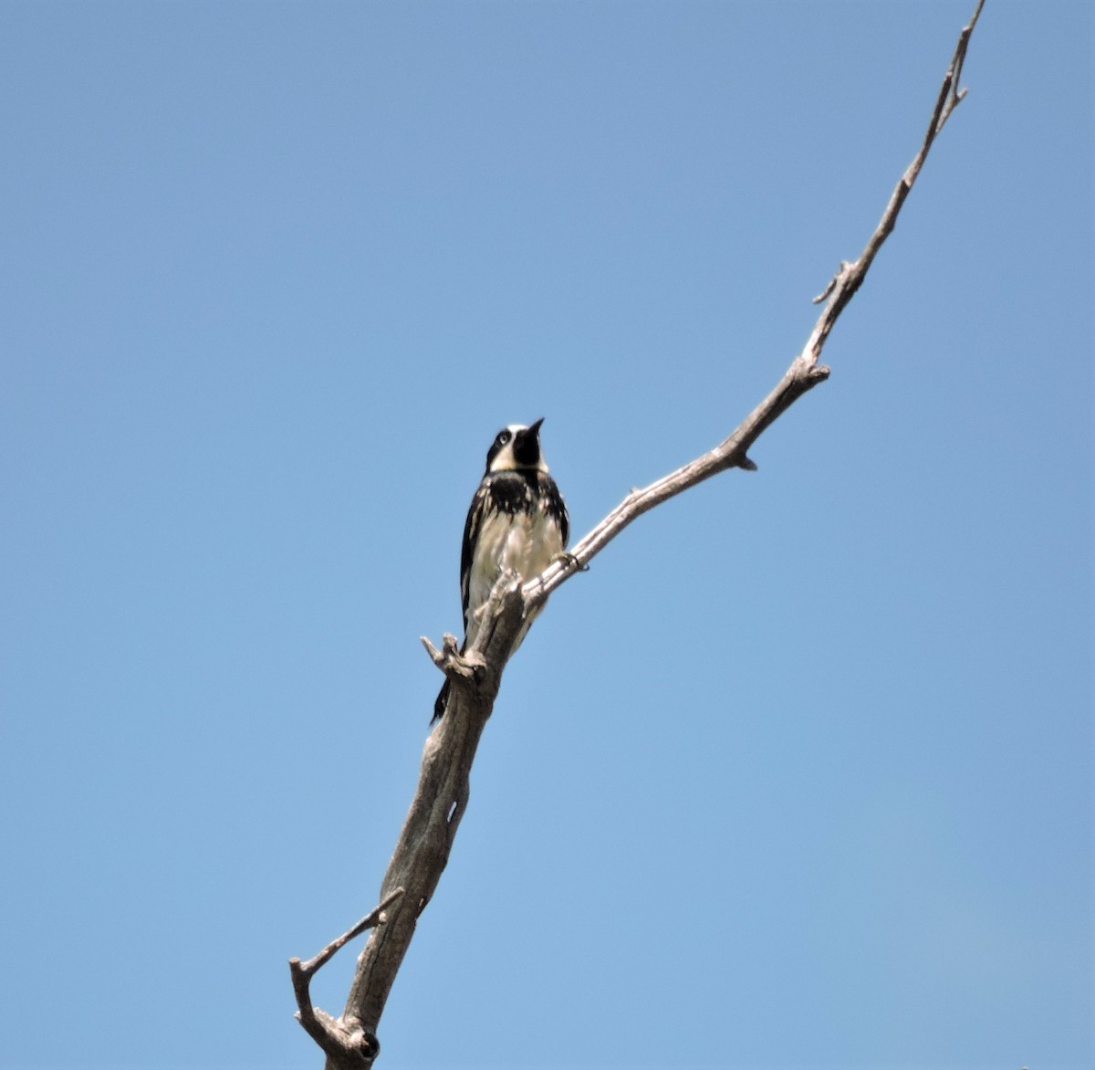 Acorn Woodpecker - ML233236211