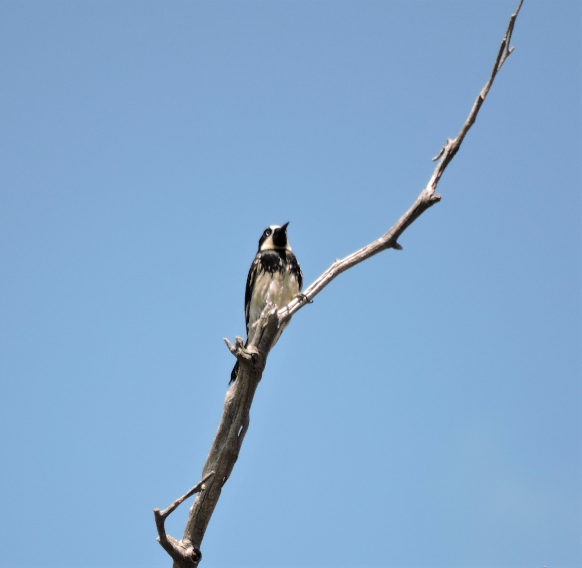 Acorn Woodpecker - Ronnie Reed