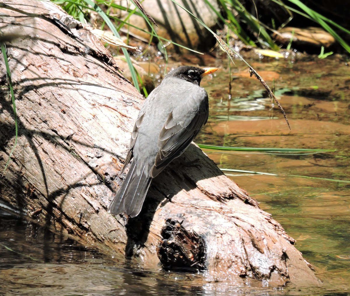 American Robin - Ronnie Reed