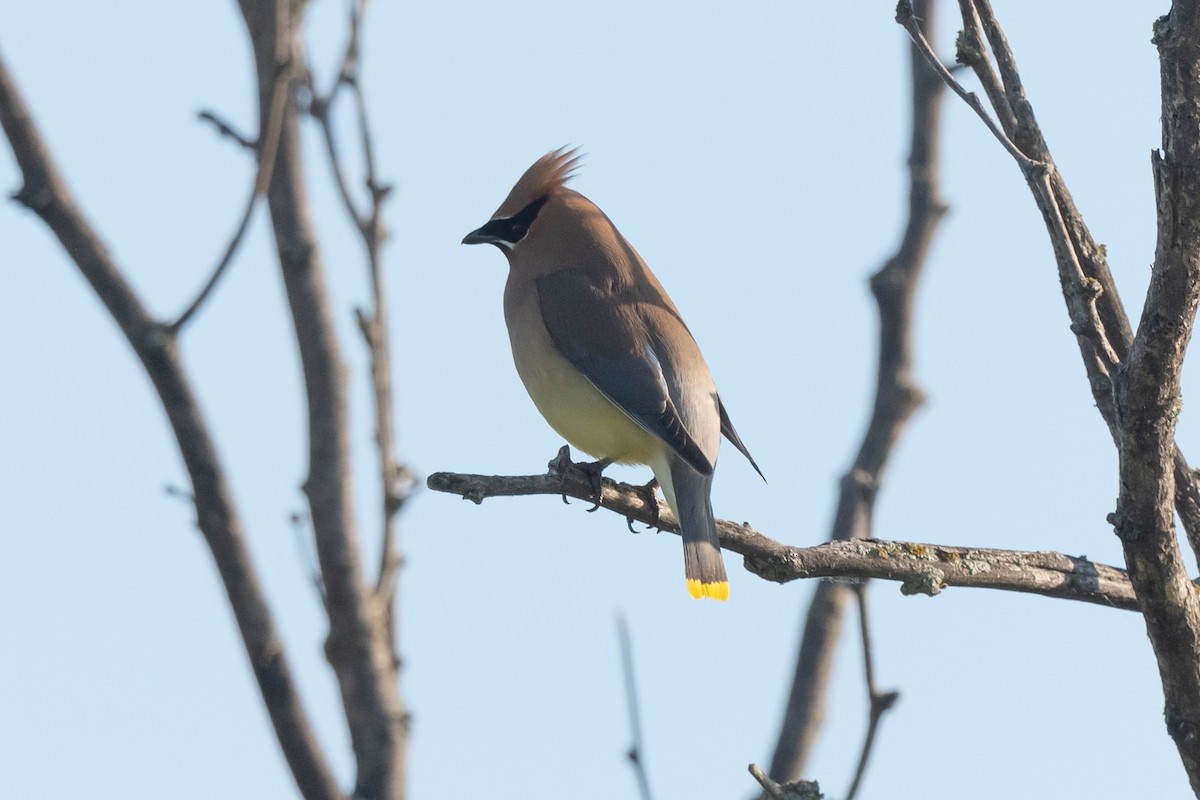 Cedar Waxwing - ML233237961