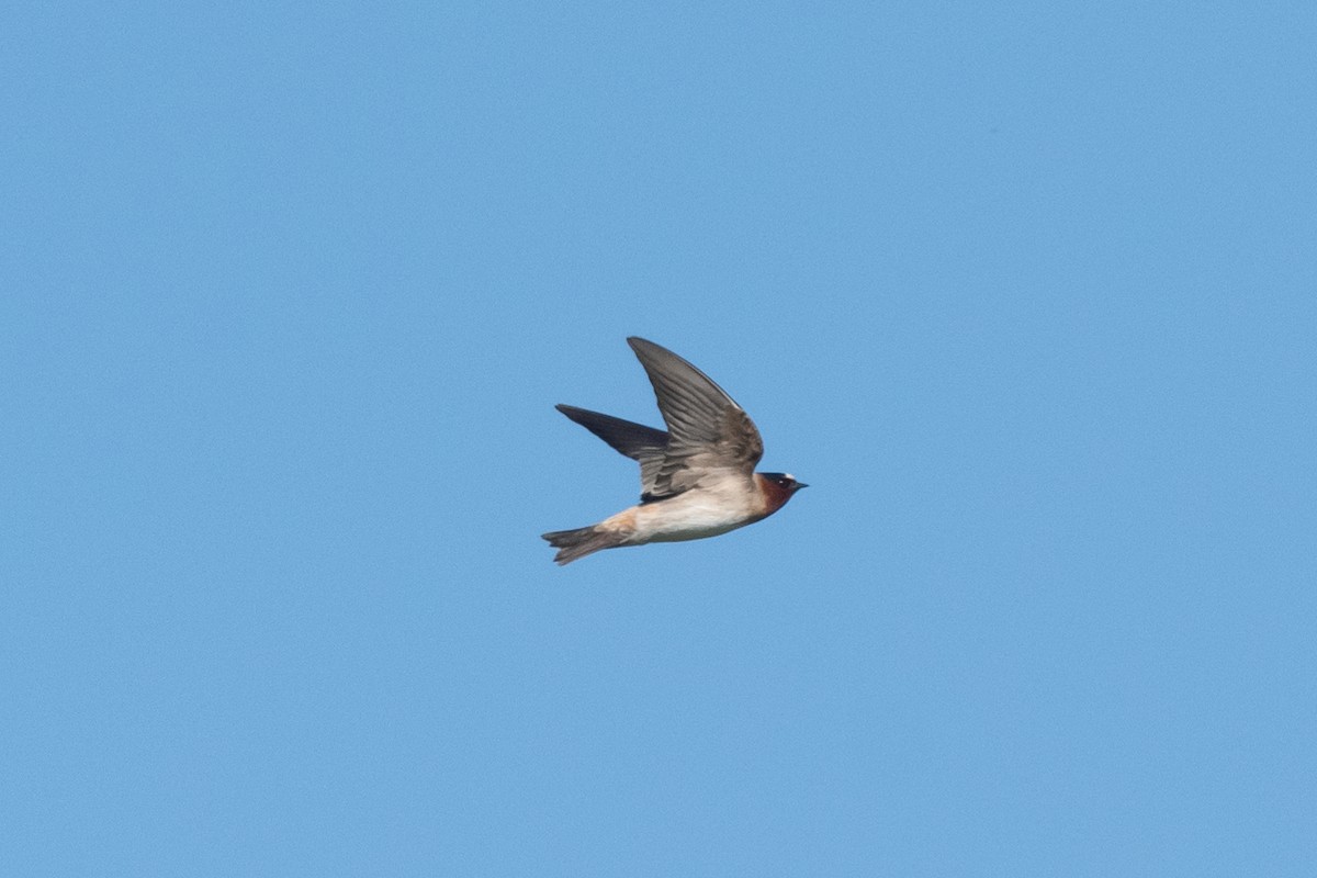 Cliff Swallow - ML233238411
