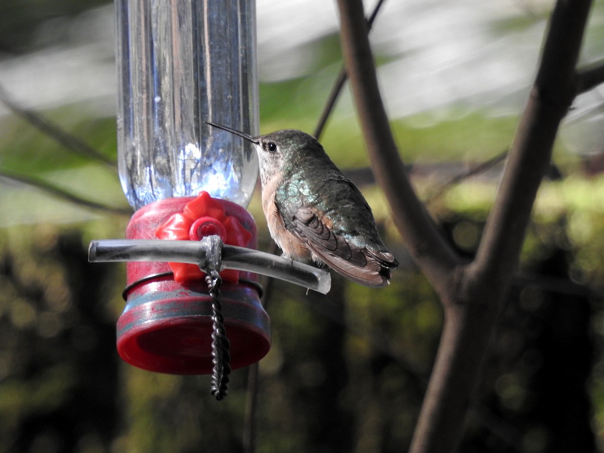 Calliope Hummingbird - ML23323851