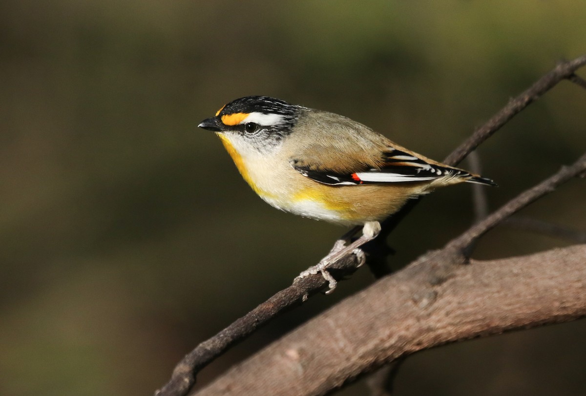 Striated Pardalote - ML233238921