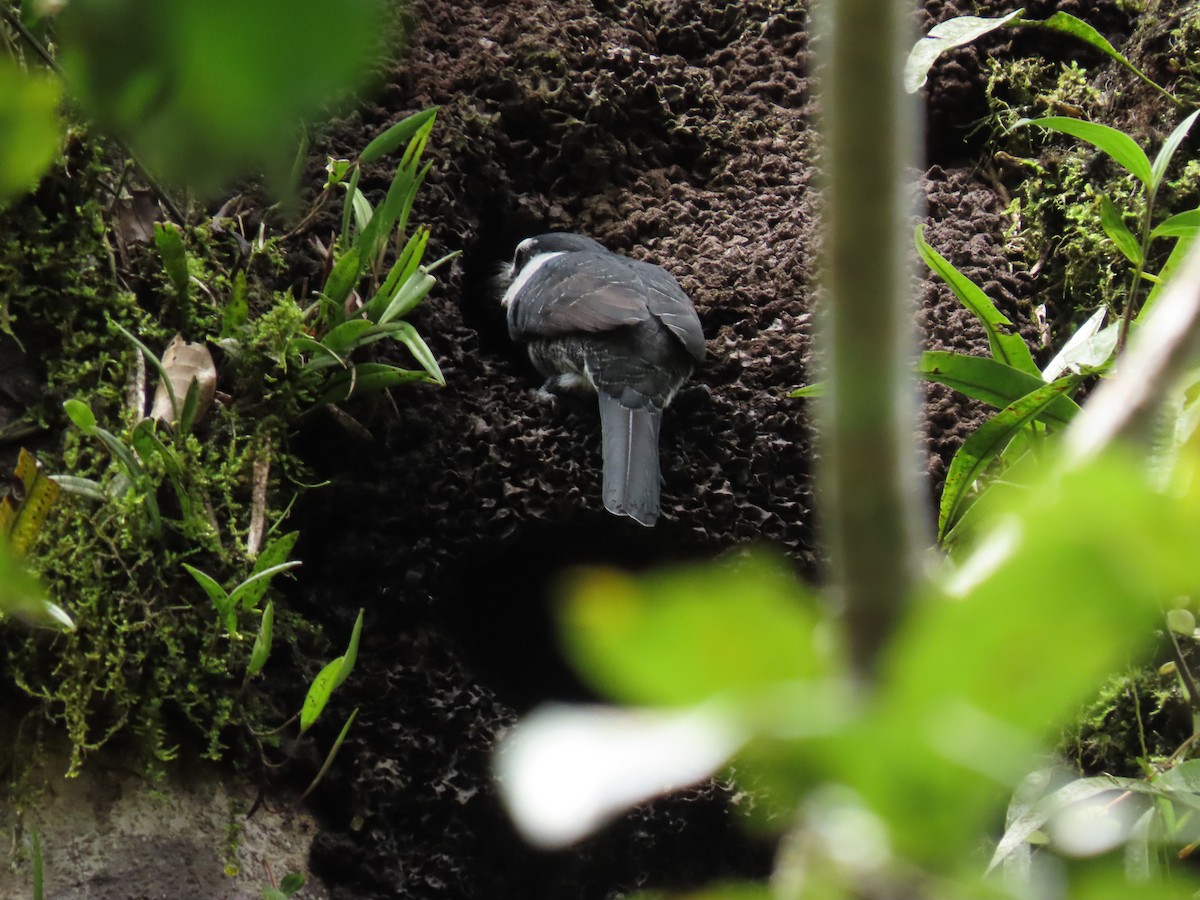 White-necked Puffbird - ML233242581