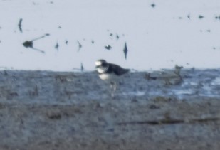 Semipalmated Plover - ML233242741