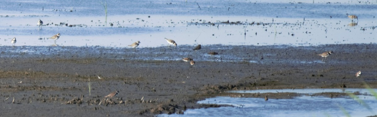 Semipalmated Plover - ML233242841