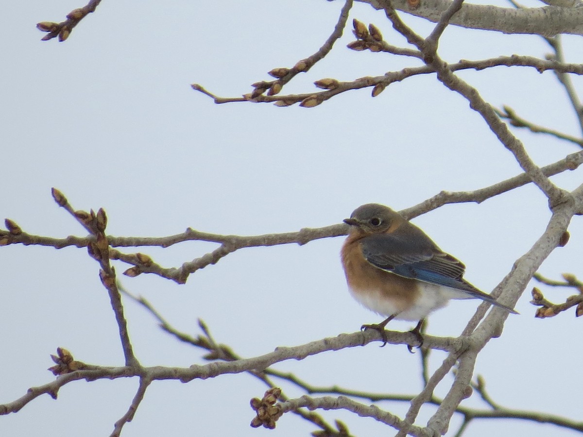 Eastern Bluebird - Marjorie Watson