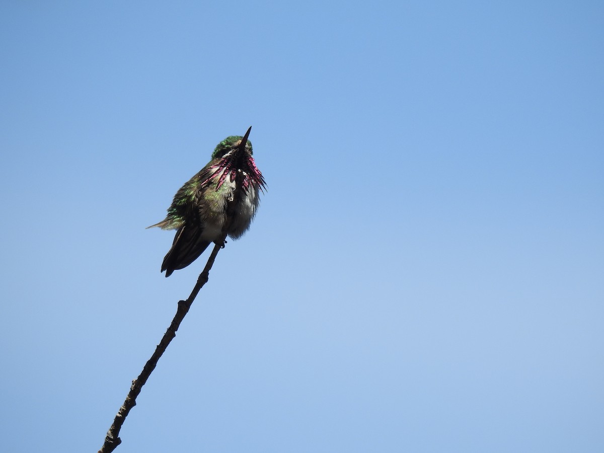 Calliope Hummingbird - ML233243791