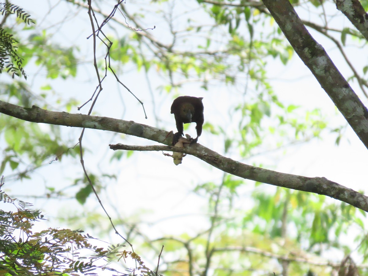 Russet-backed Oropendola - ML233243811