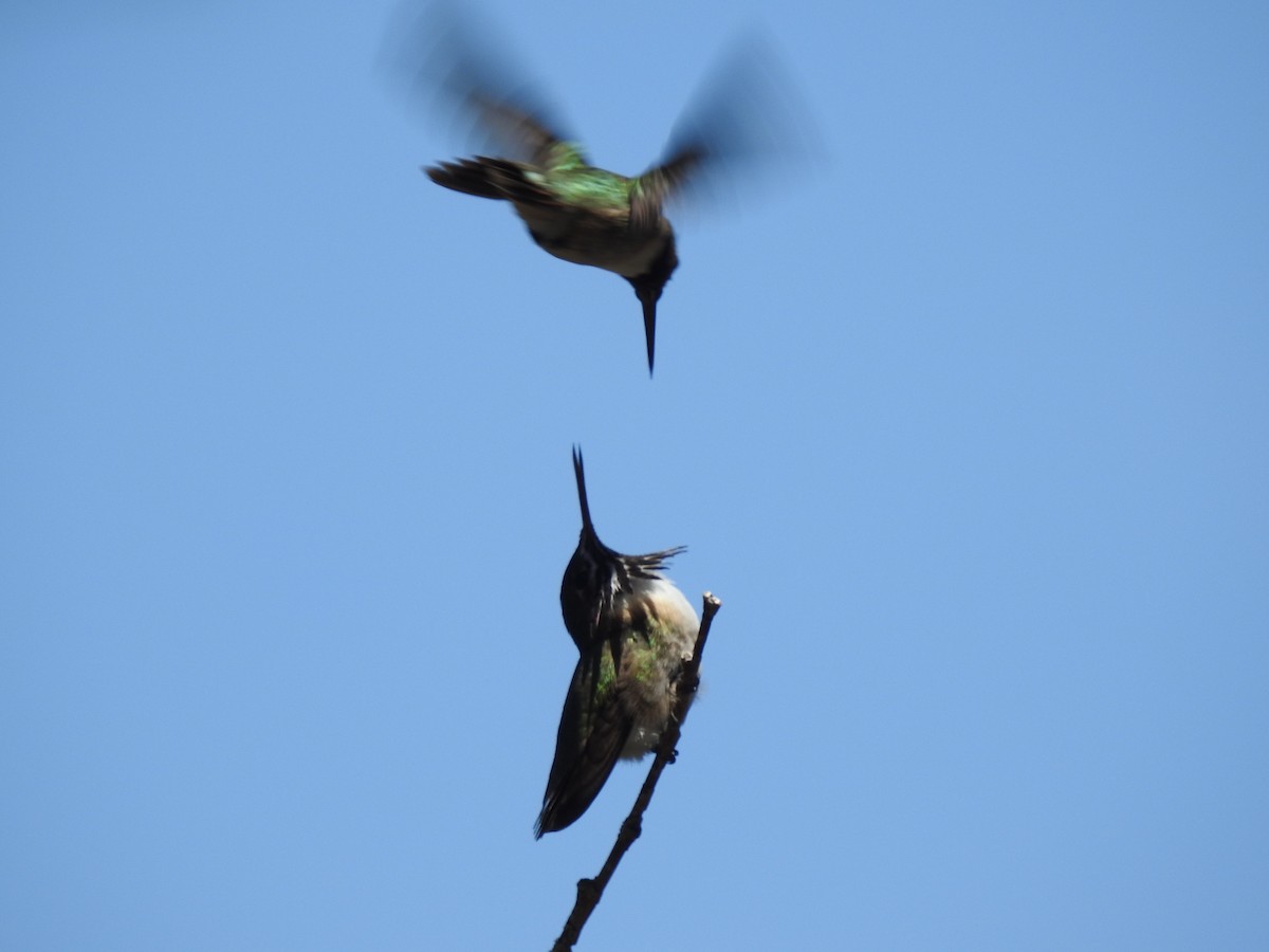 Calliope Hummingbird - ML233243861