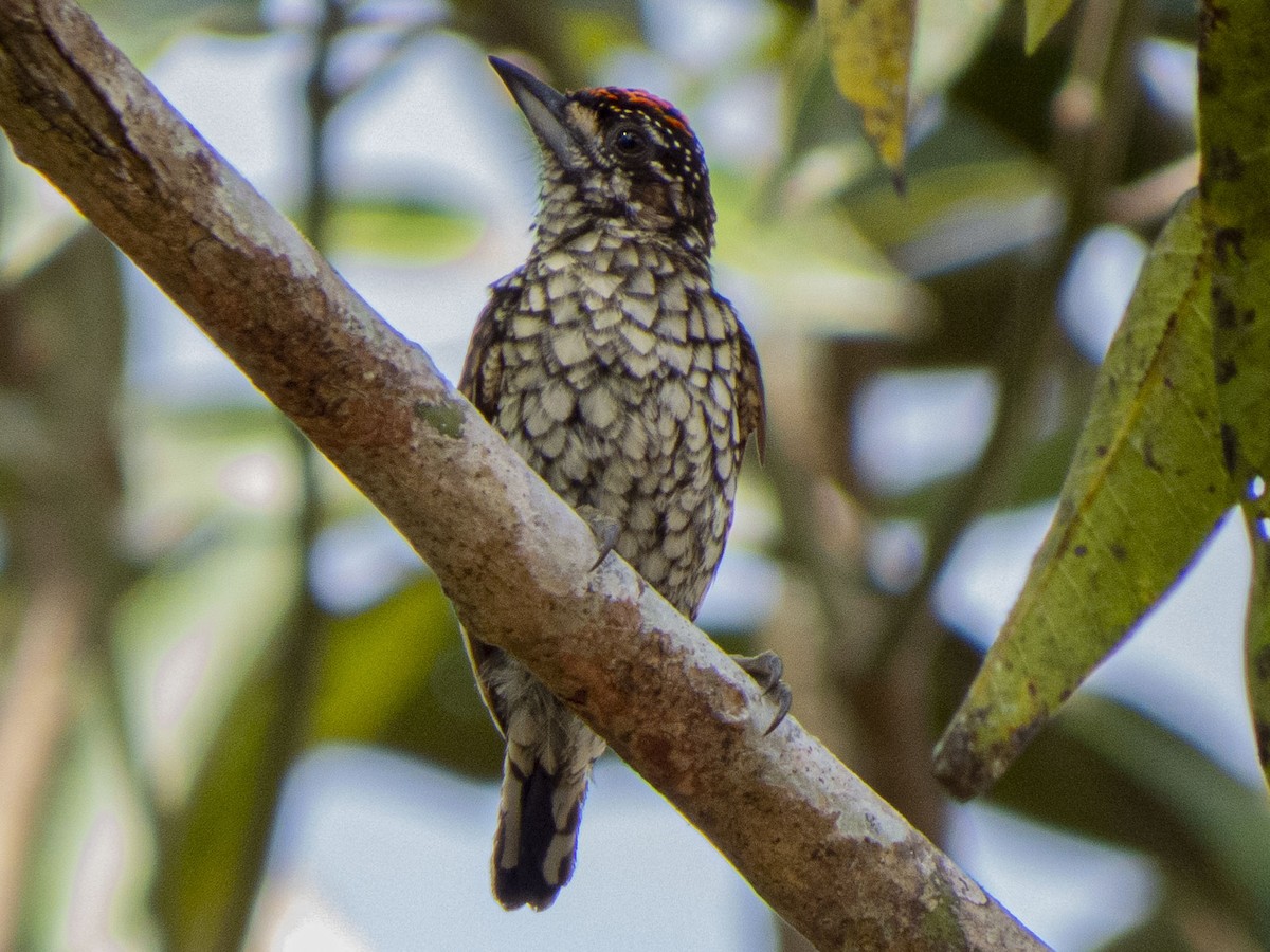 Scaled Piculet - ML233244531