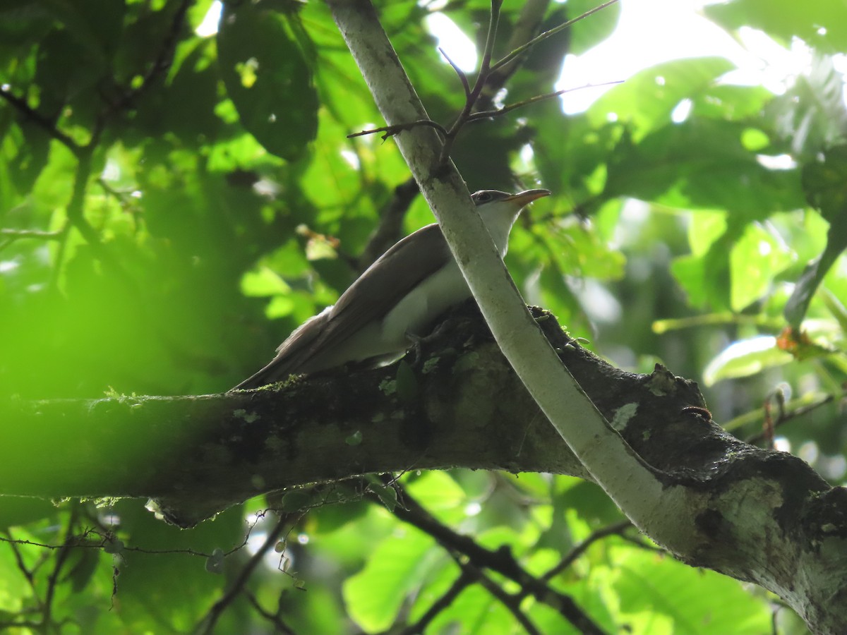 Pearly-breasted Cuckoo - ML233244641