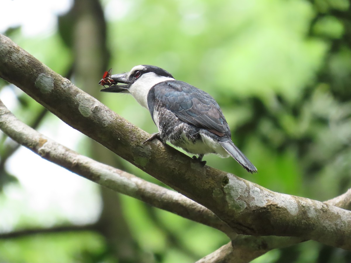 White-necked Puffbird - ML233244651