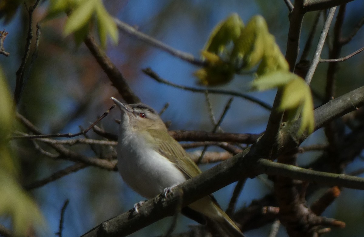 Viréo aux yeux rouges - ML233245451