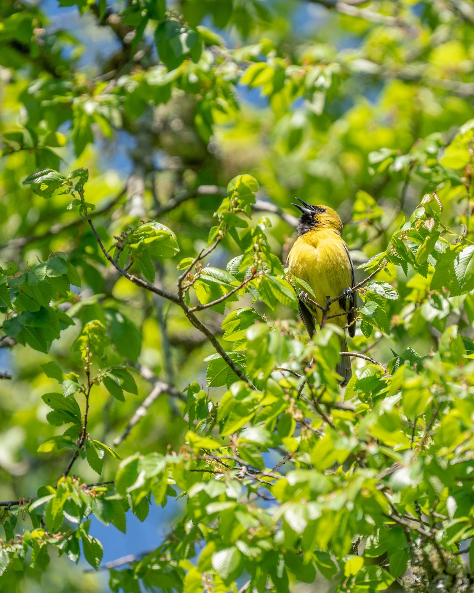 Orchard Oriole - ML233249471