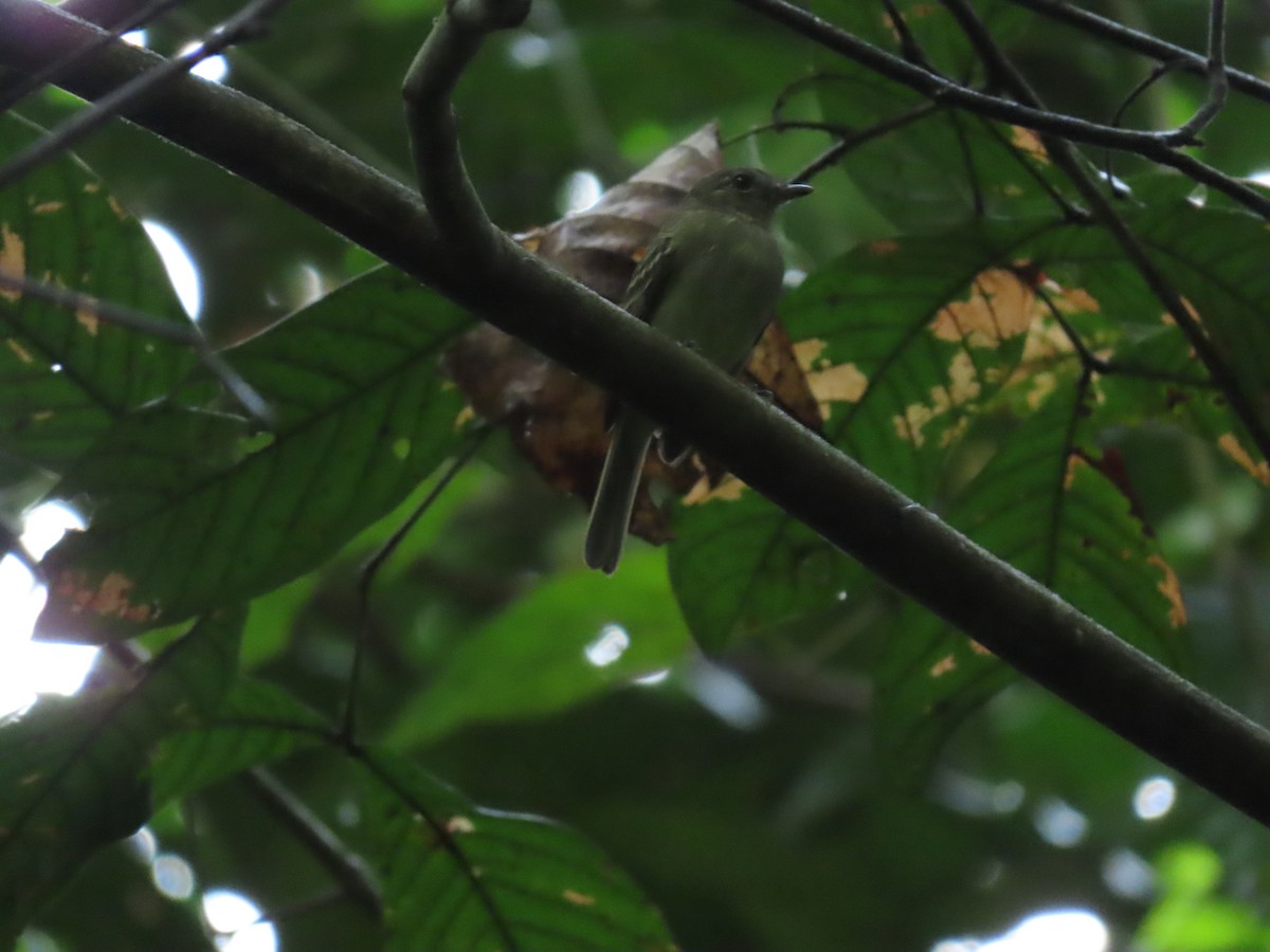 Yellow-crowned Elaenia - ML233250821