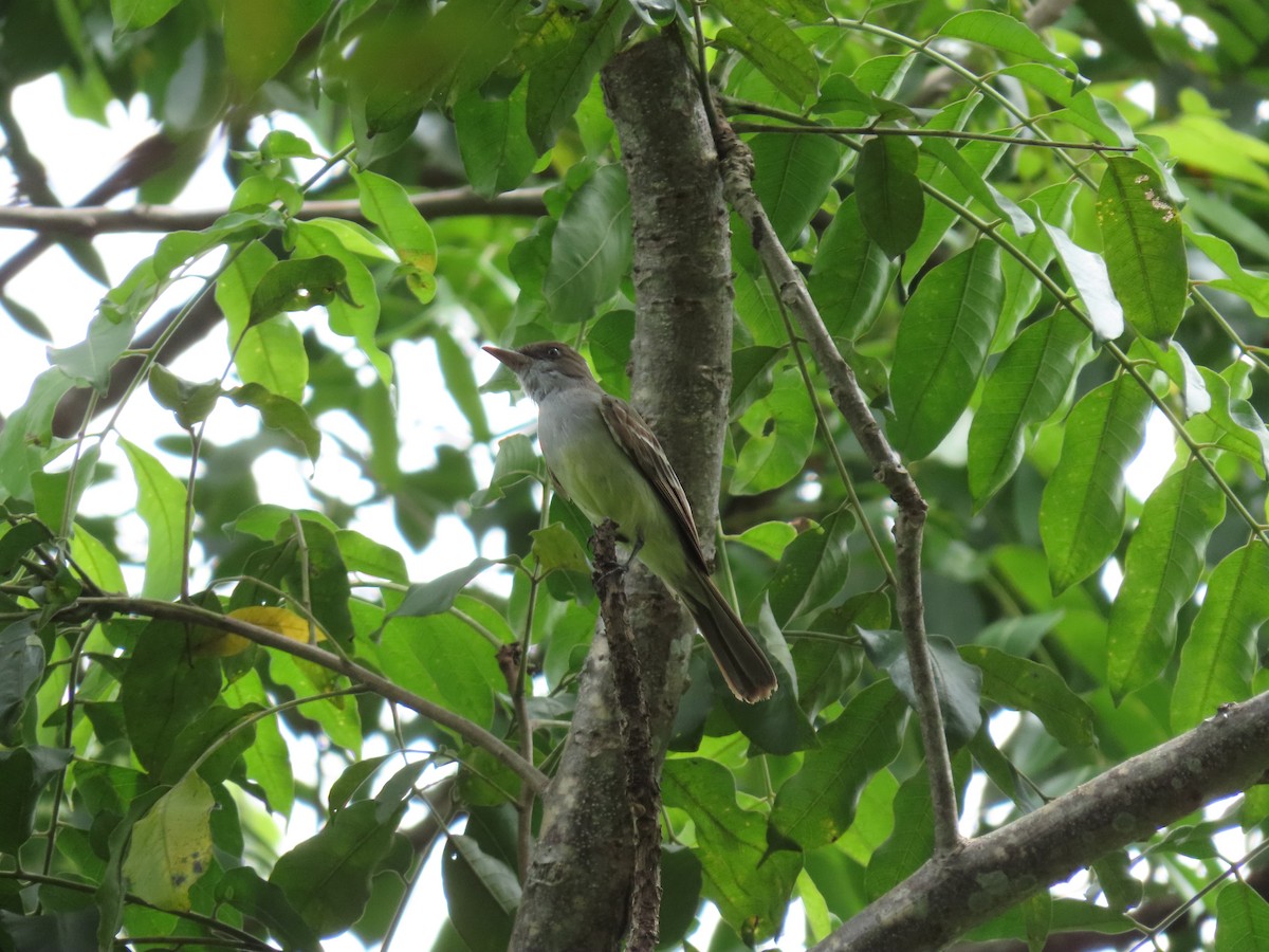 Swainson's Flycatcher - ML233252011