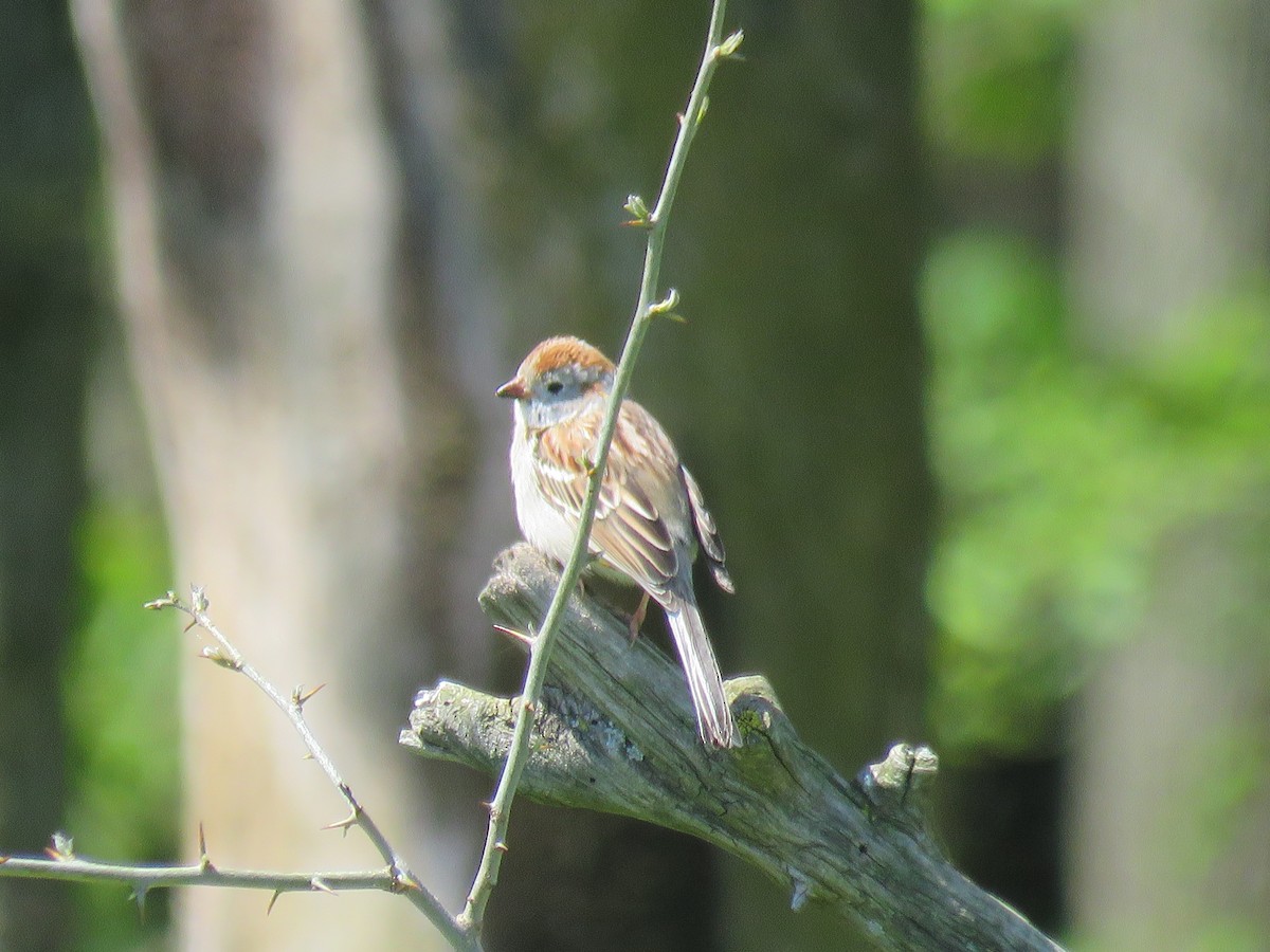 Field Sparrow - ML233253451