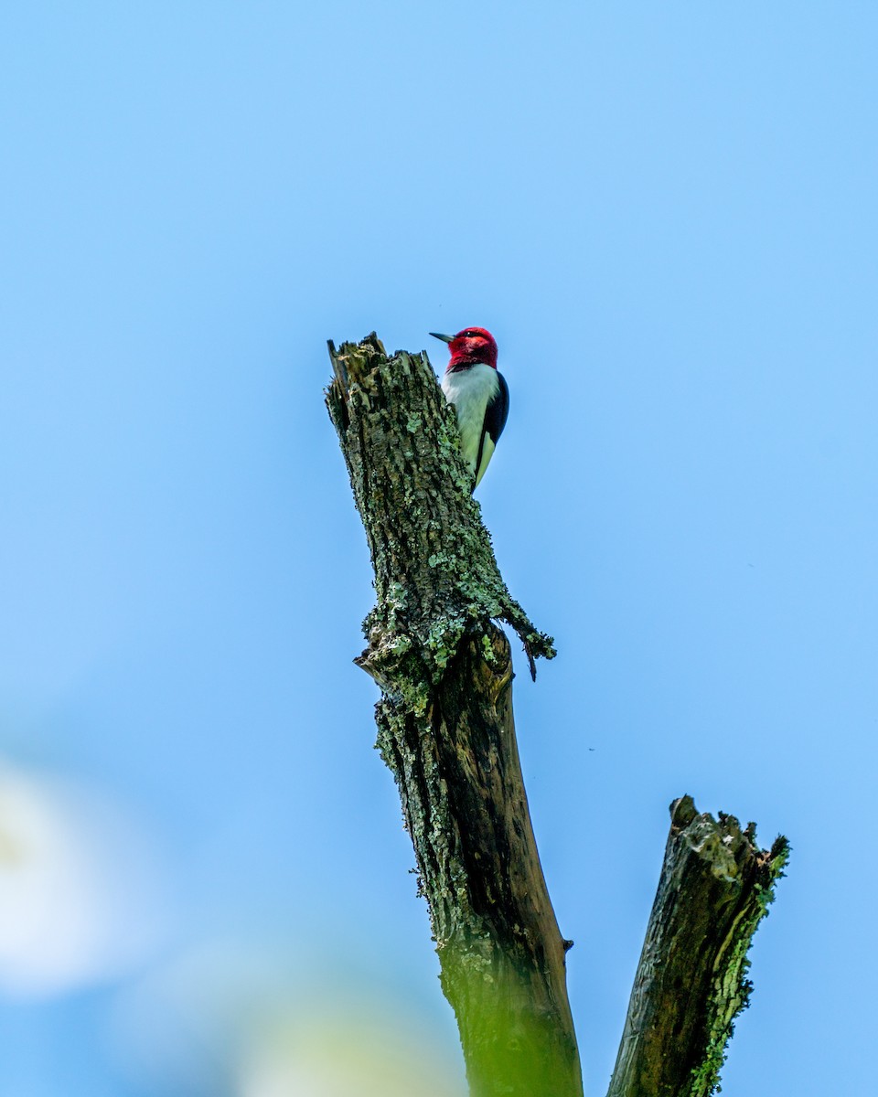 Red-headed Woodpecker - ML233253531