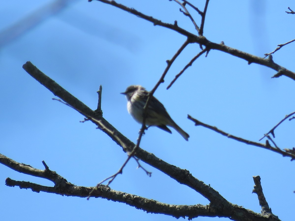 Yellow-rumped Warbler - ML233255131