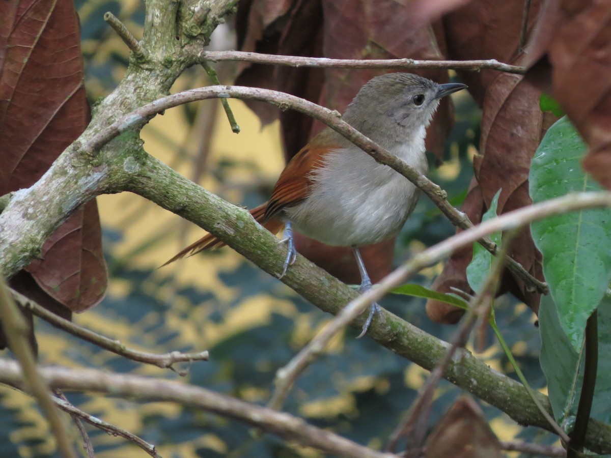 Plain-crowned Spinetail - ML233255691