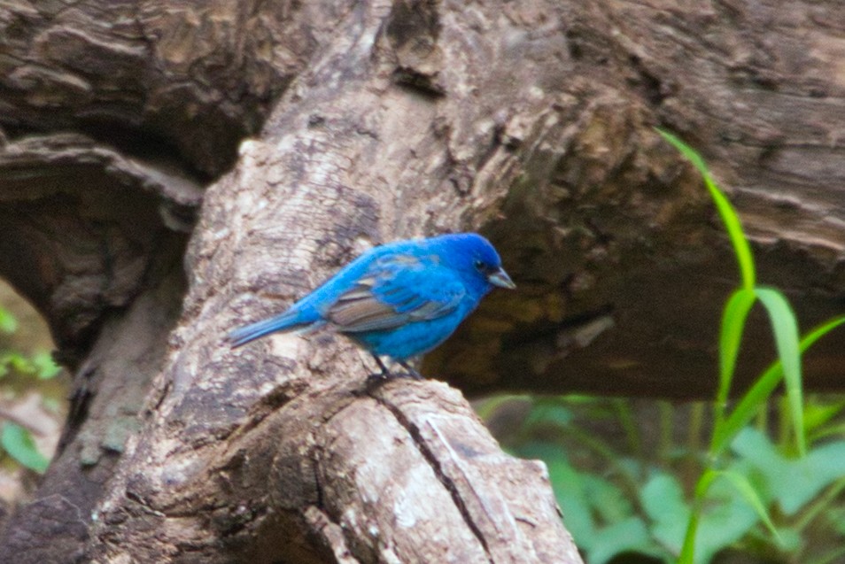 Indigo Bunting - ML233256981