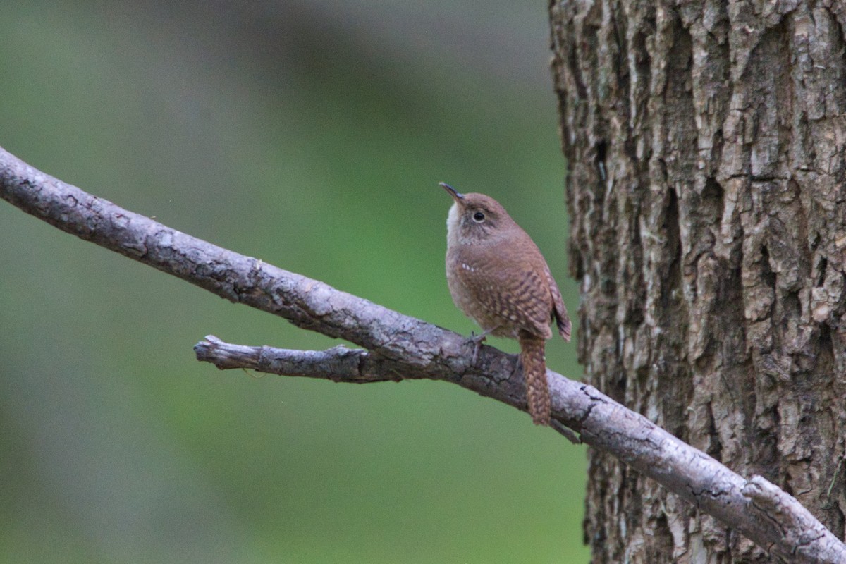 Northern House Wren - ML233257121