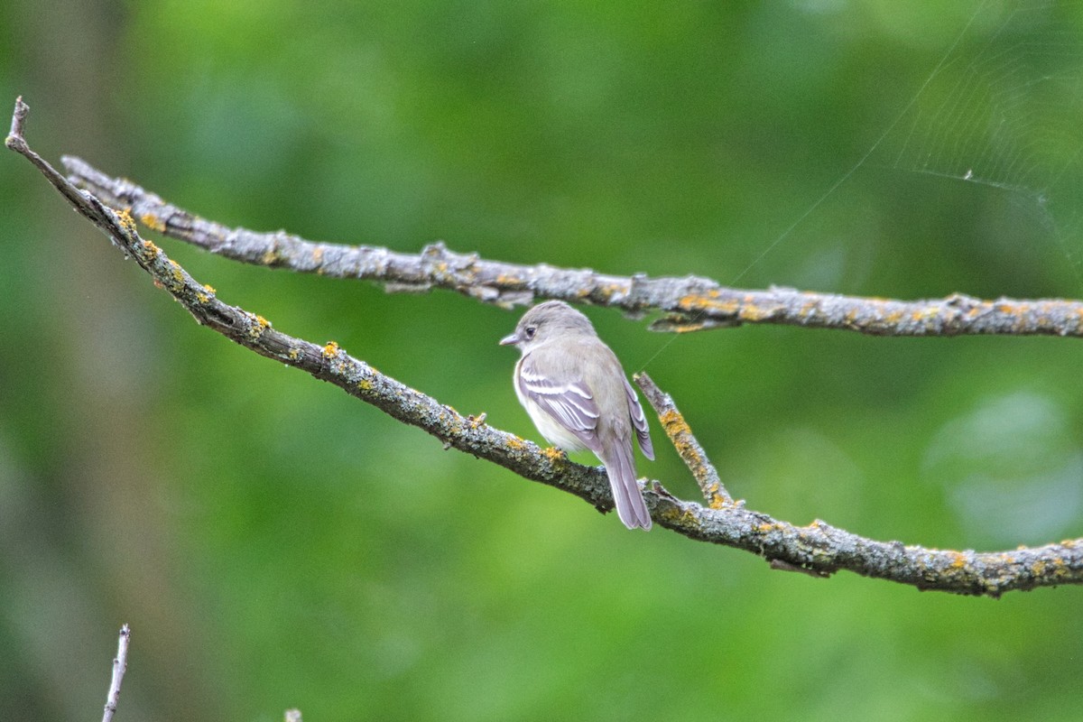 Least Flycatcher - ML233257301