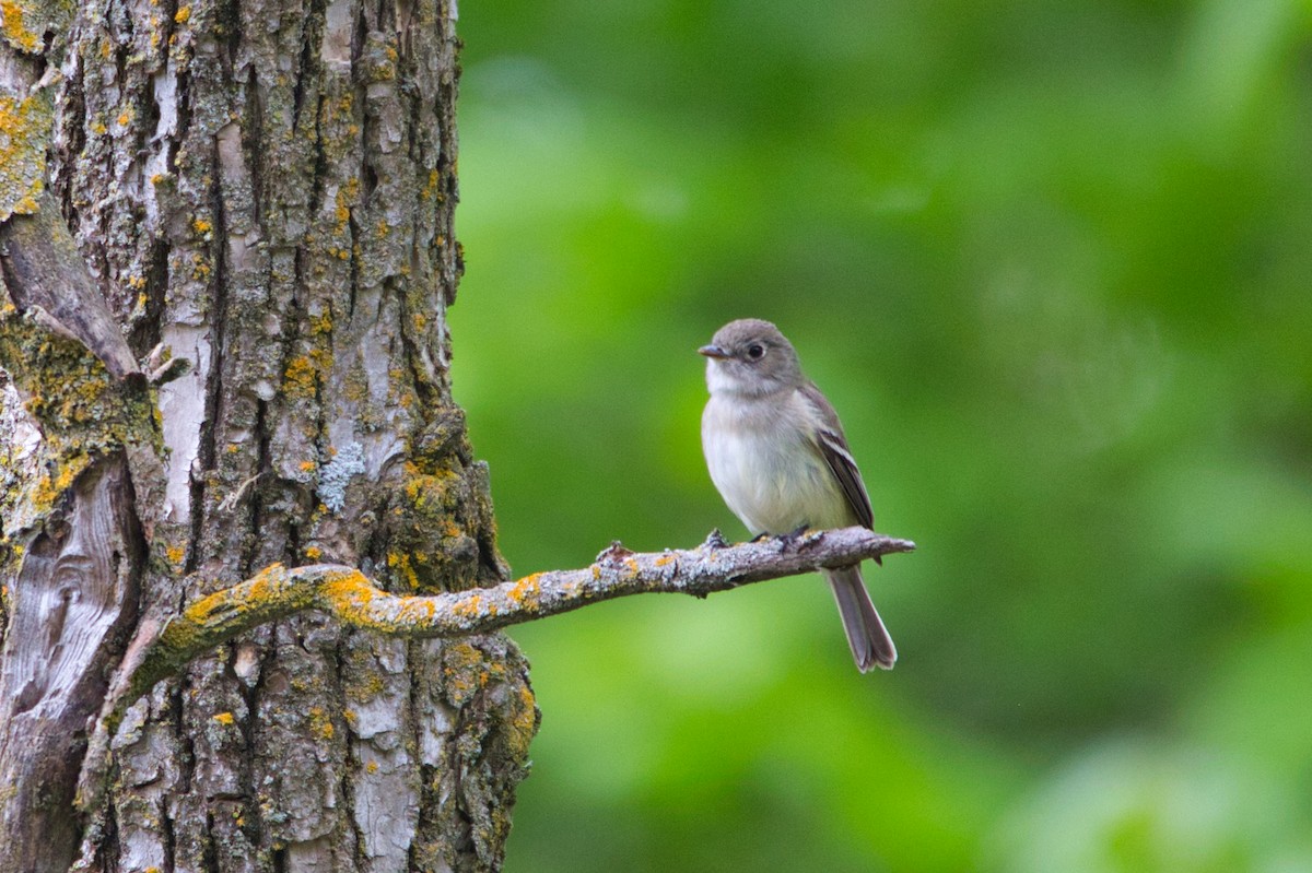 Least Flycatcher - ML233257311