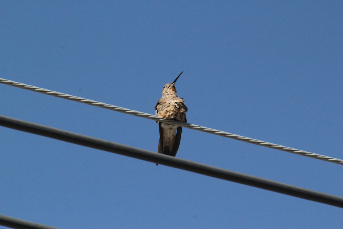 Giant Hummingbird - ML233257811