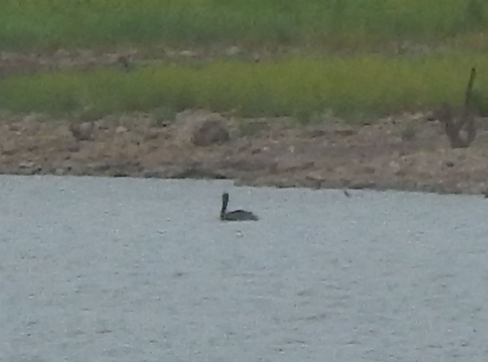 Brown Pelican - Eric Hough