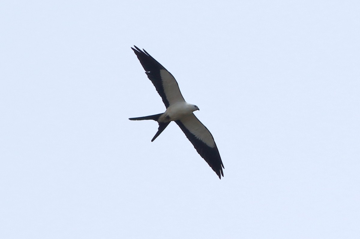 Swallow-tailed Kite - ML233260831