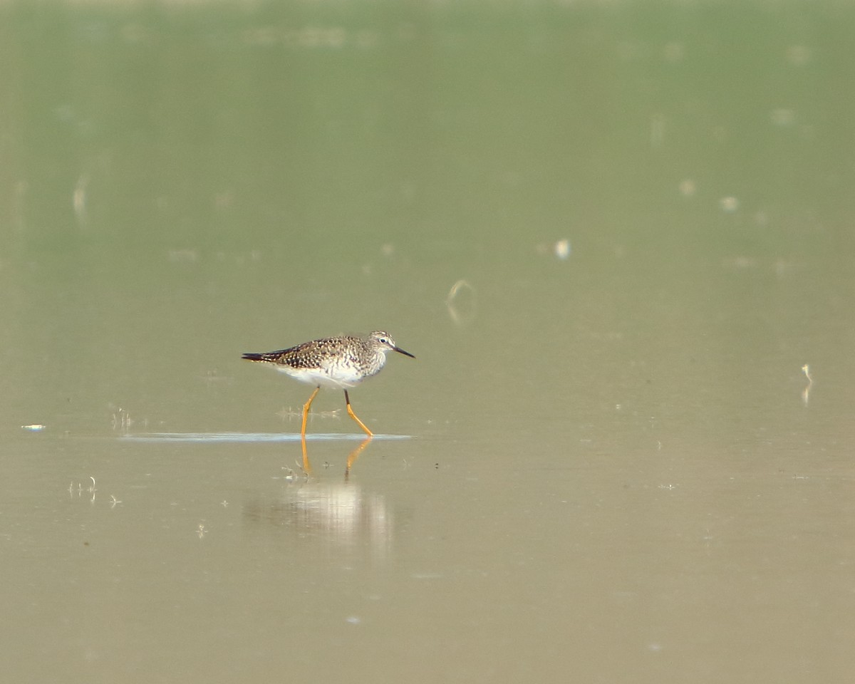 Lesser Yellowlegs - Cullen Clark