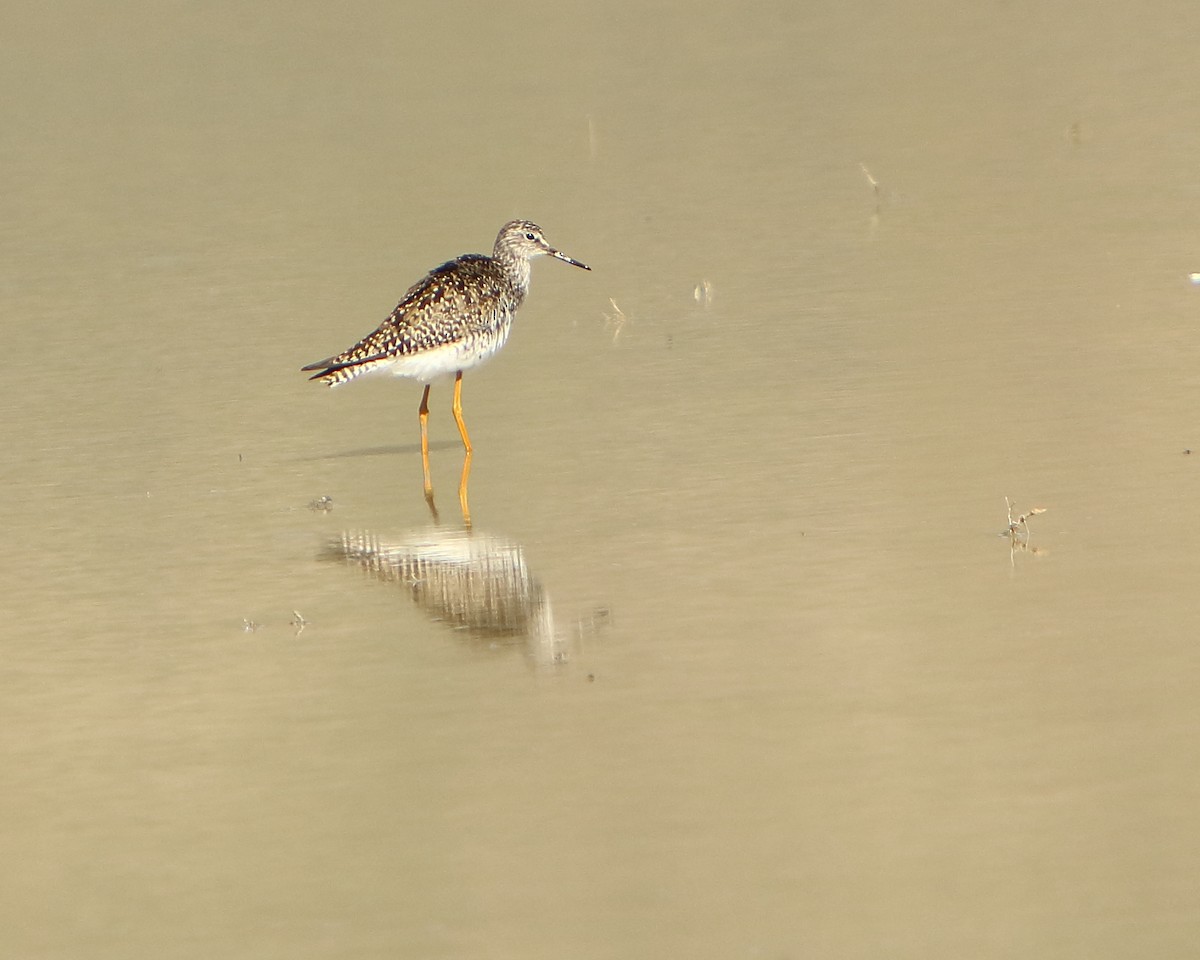 Lesser Yellowlegs - ML233261531