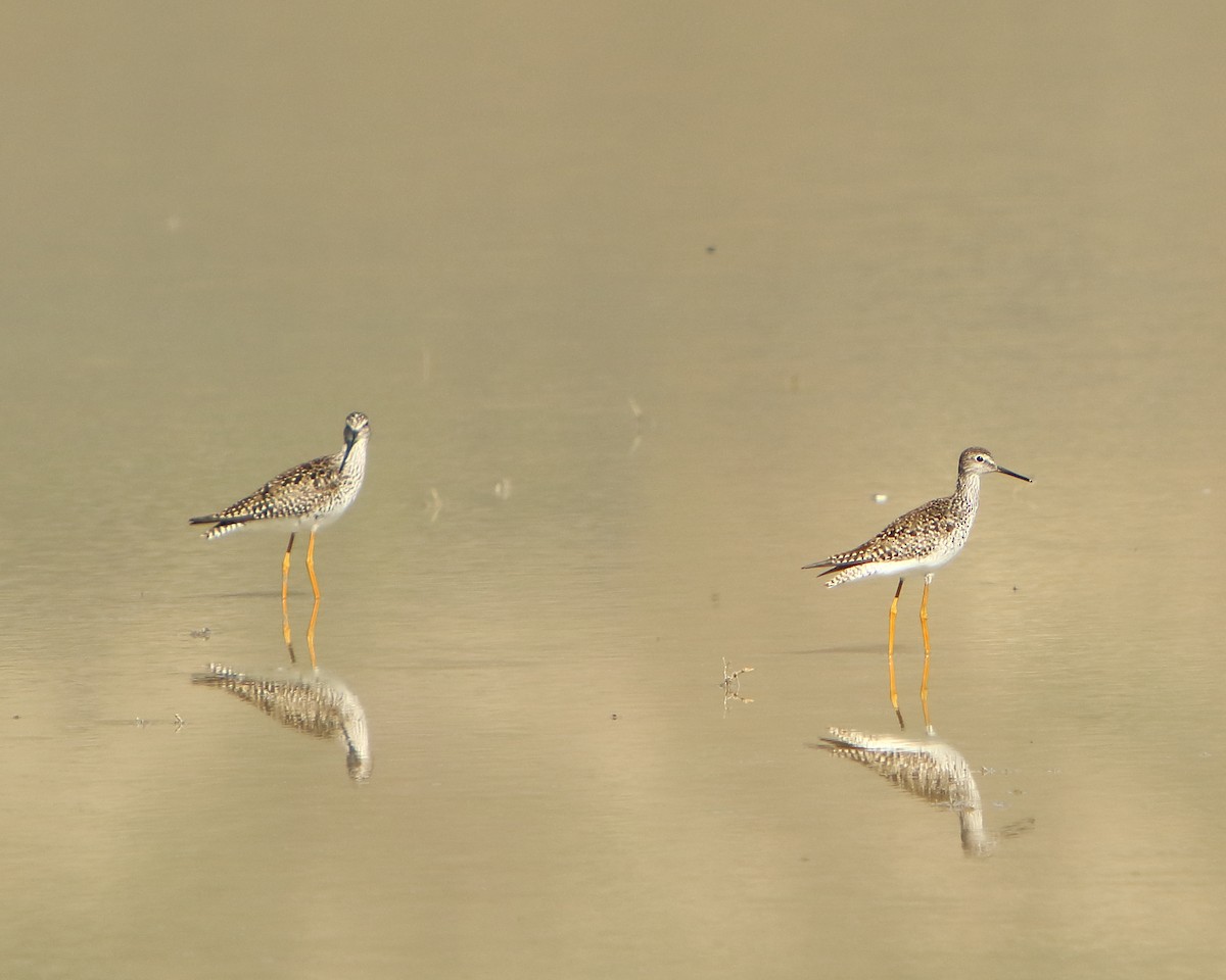 Lesser Yellowlegs - ML233261551