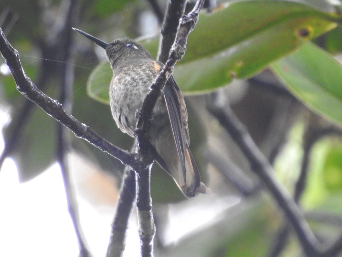 Buff-tailed Coronet - ML233261581